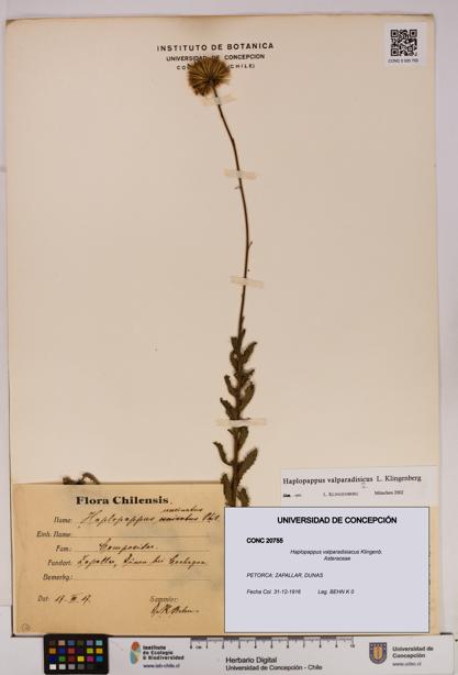 Haplopappus valparadisiacus [Espécimen: UDEC:CONC:0020755]