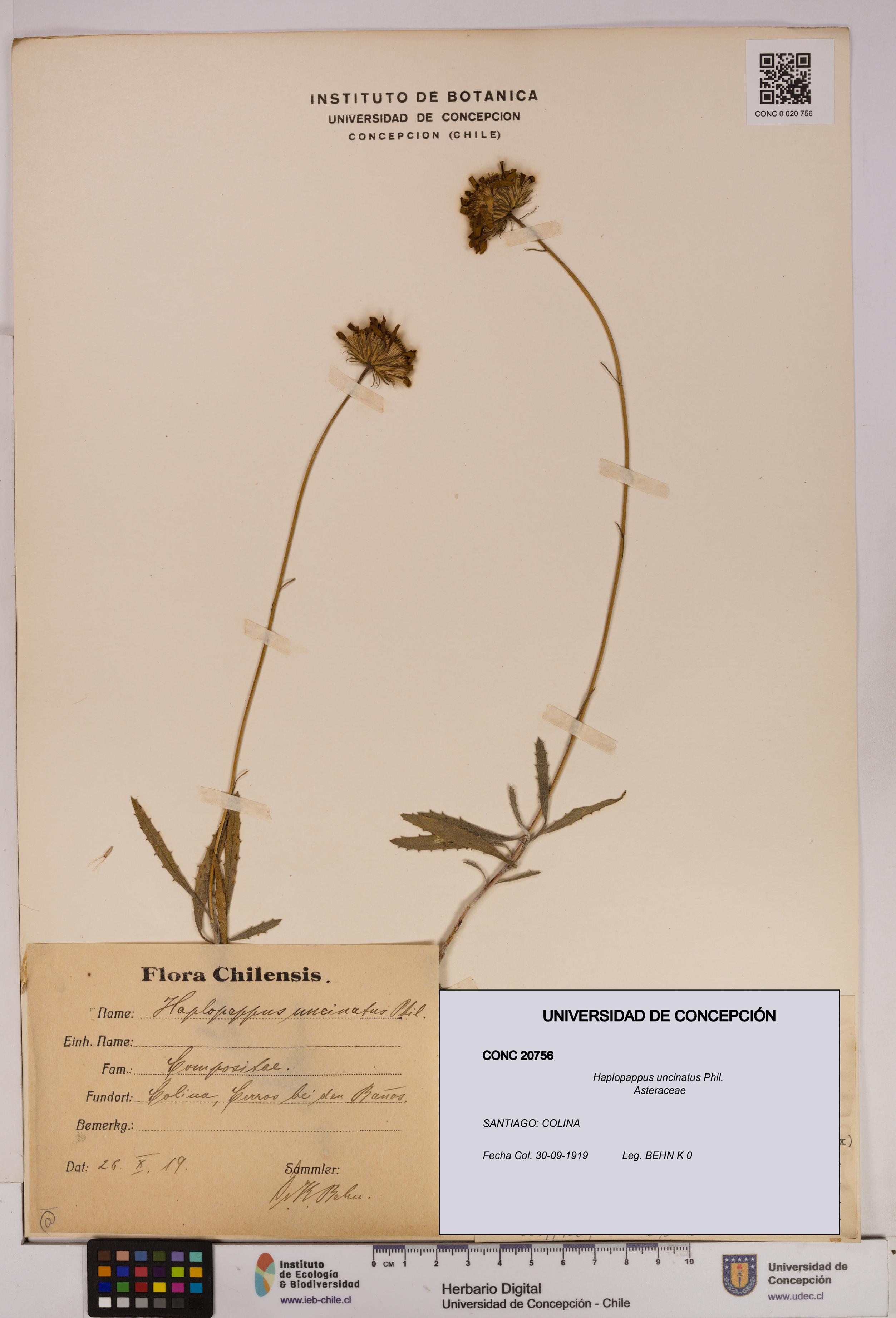 Haplopappus uncinatus [Espécimen: UDEC:CONC:0020756]