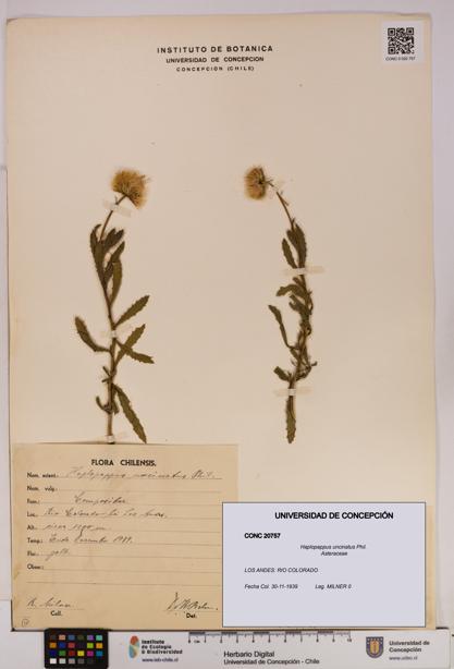 Haplopappus uncinatus [Espécimen: UDEC:CONC:0020757]