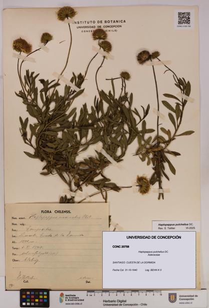 Haplopappus pulchellus [Espécimen: UDEC:CONC:0020758]