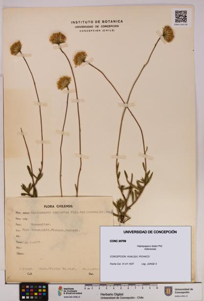 Haplopappus stolpii [Espécimen: UDEC:CONC:0020759]