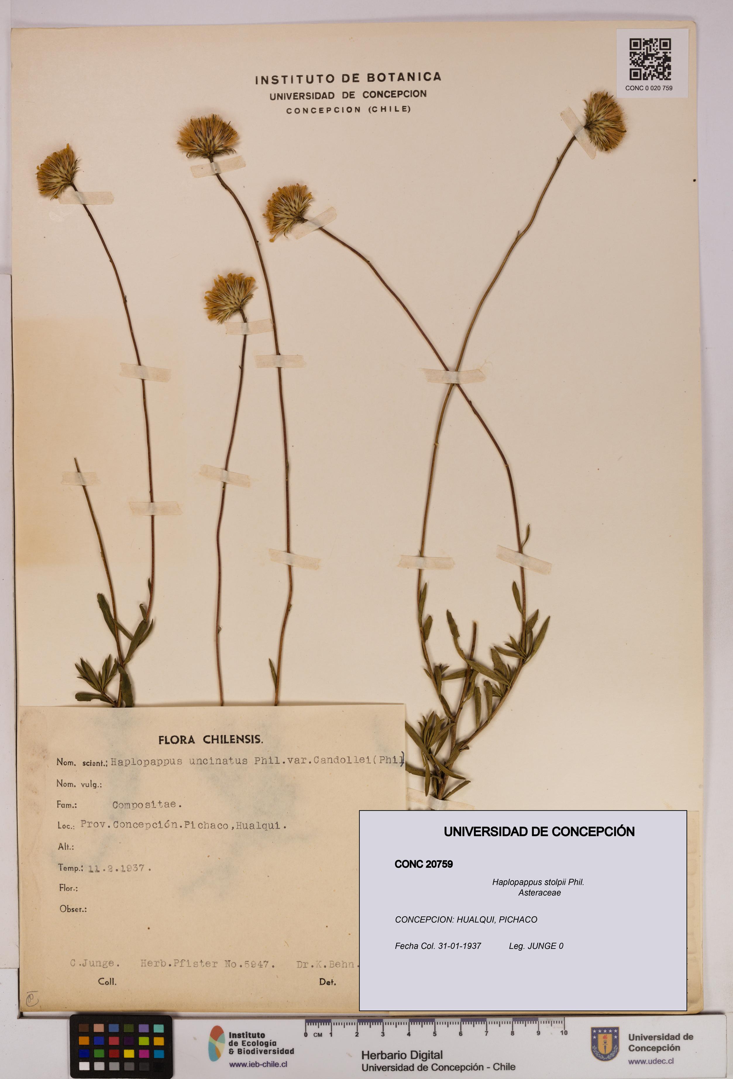 Haplopappus stolpii [Espécimen: UDEC:CONC:0020759]