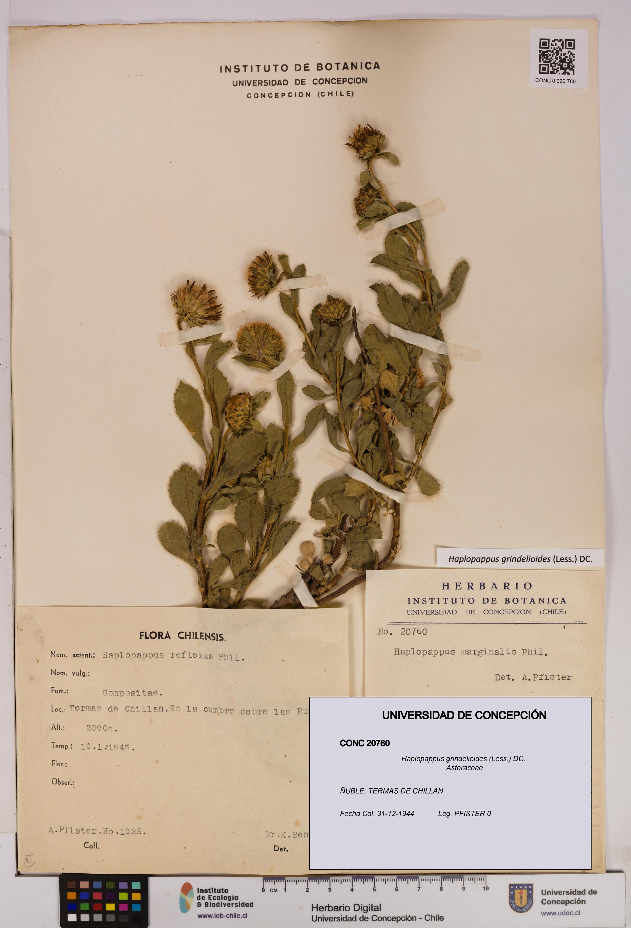 Haplopappus grindelioides [Espécimen: UDEC:CONC:0020760]