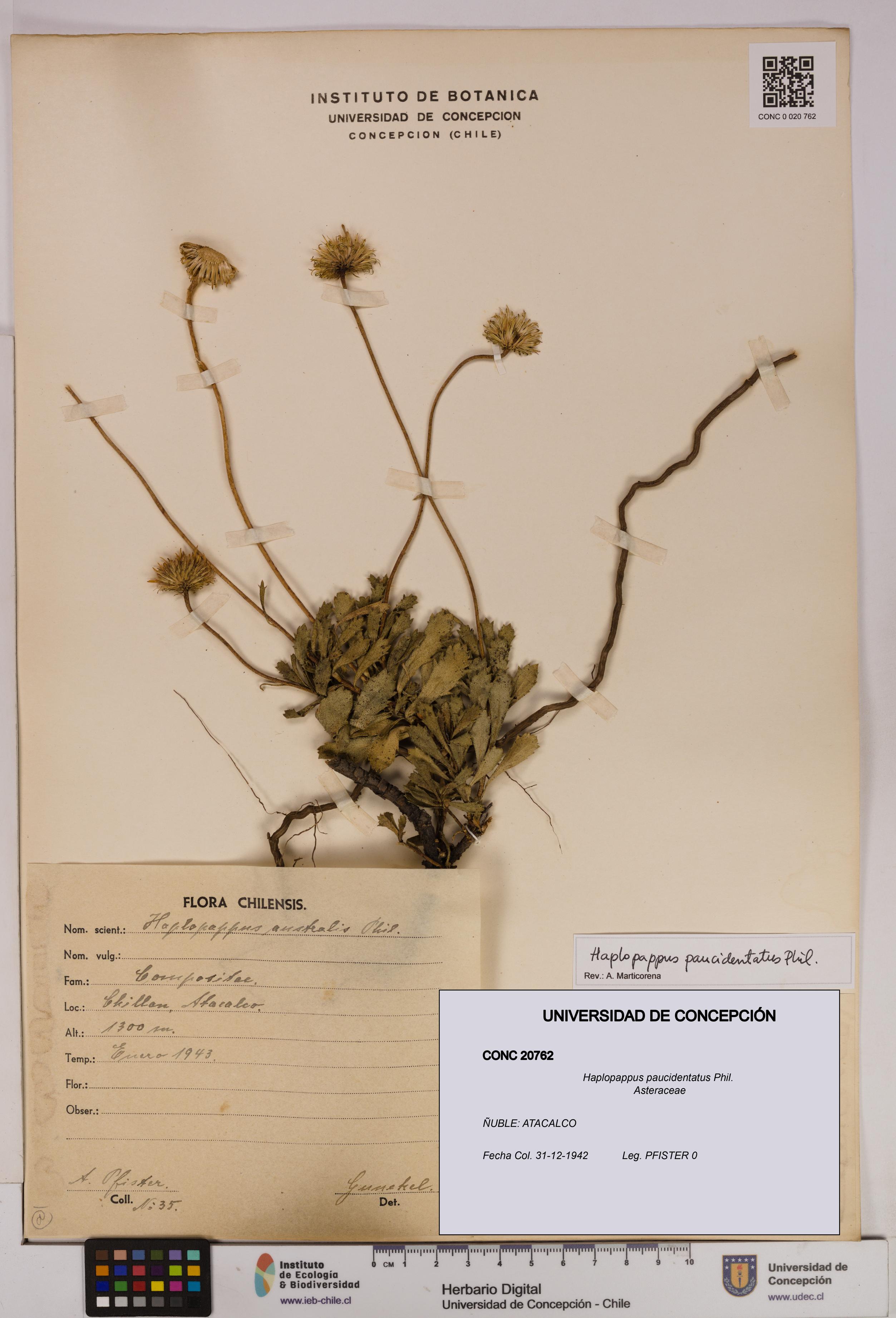 Haplopappus paucidentatus [Espécimen: UDEC:CONC:0020762]
