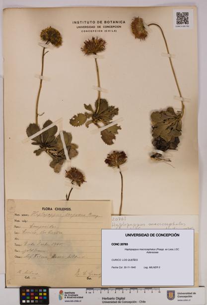 Haplopappus macrocephalus [Espécimen: UDEC:CONC:0020763]