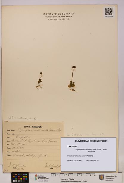 Lagenophora nudicaulis [Espécimen: ]
