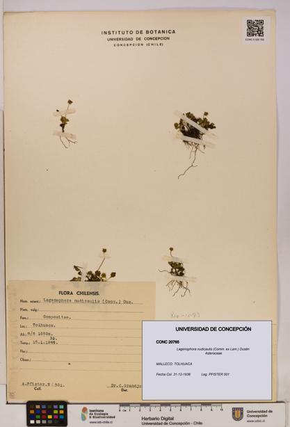 Lagenophora nudicaulis [Espécimen: ]