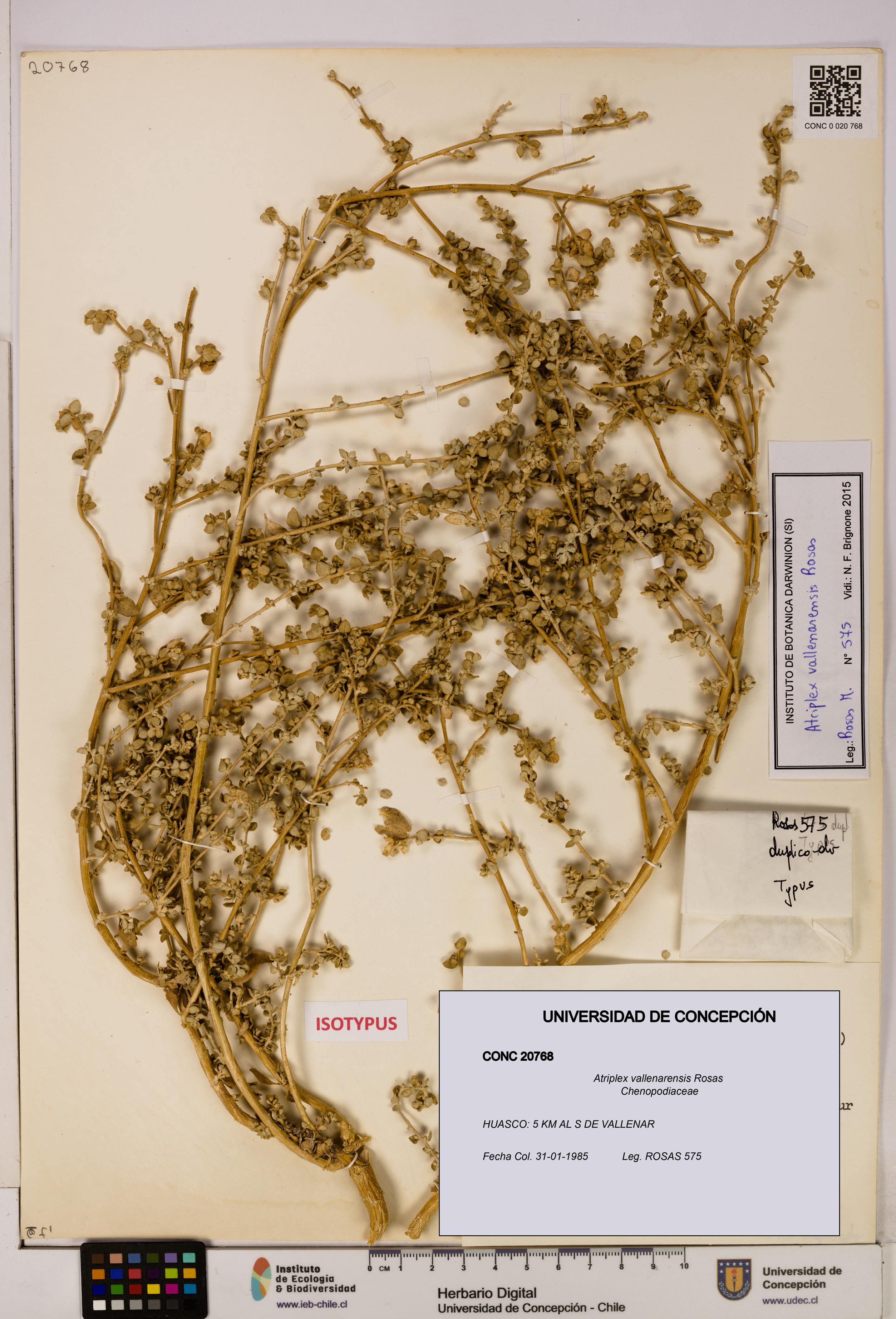 Atriplex vallenarensis [Espécimen: UDEC:CONC:0020768]