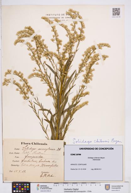 Solidago chilensis [Espécimen: ]