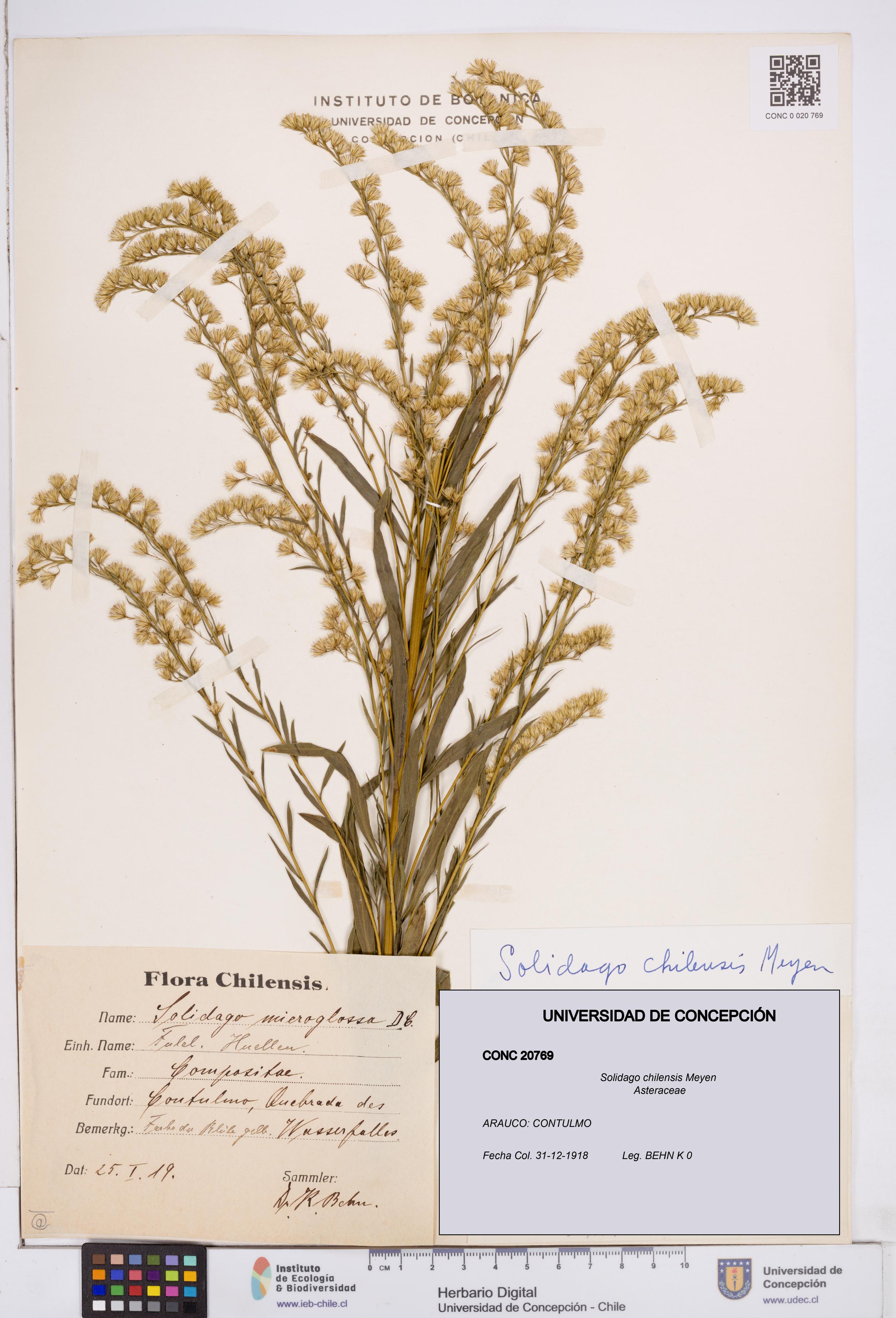 Solidago chilensis [Espécimen: ]