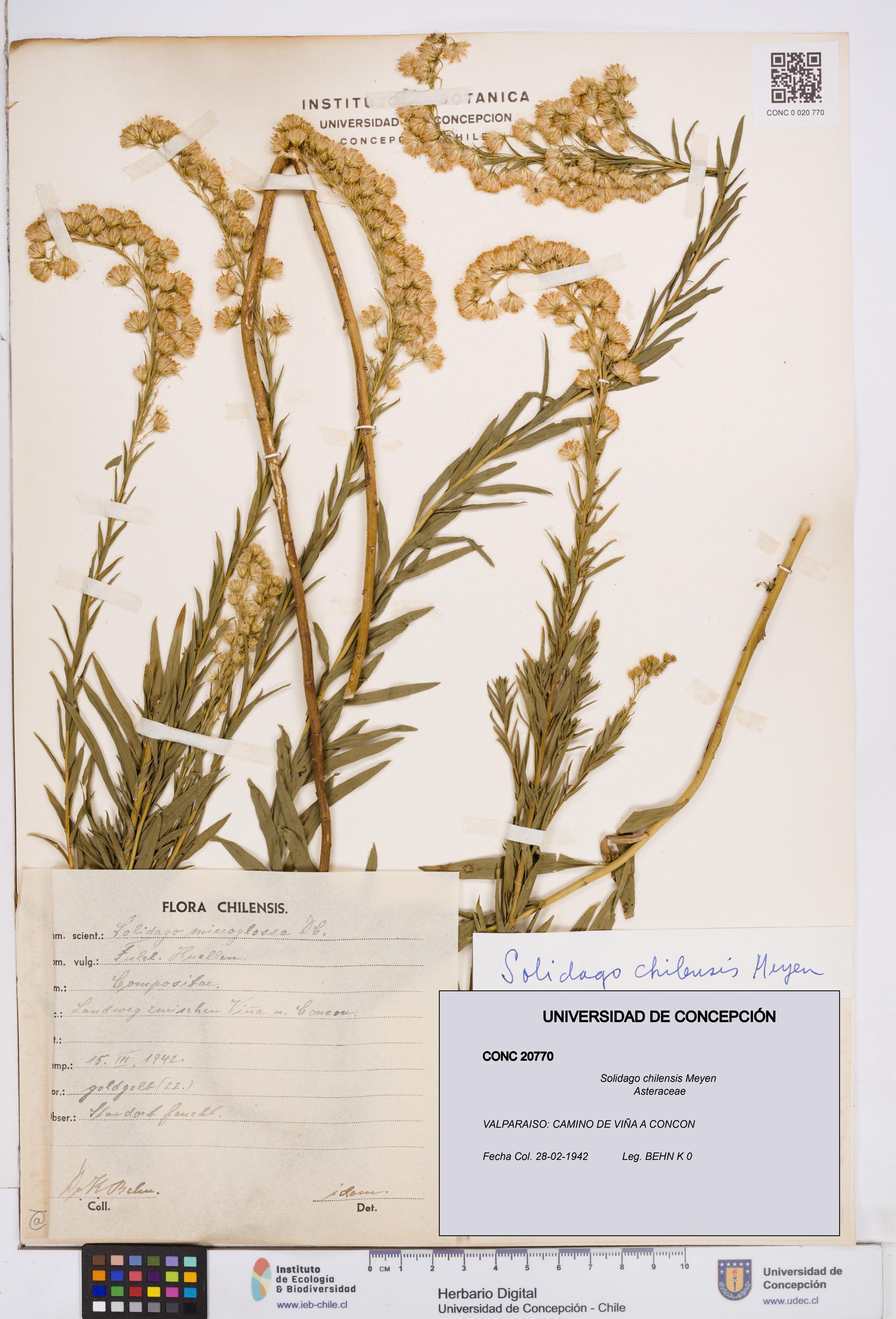 Solidago chilensis [Espécimen: ]