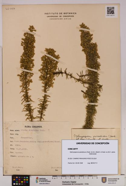 Ophryosporus paradoxus [Espécimen: UDEC:CONC:0020777]