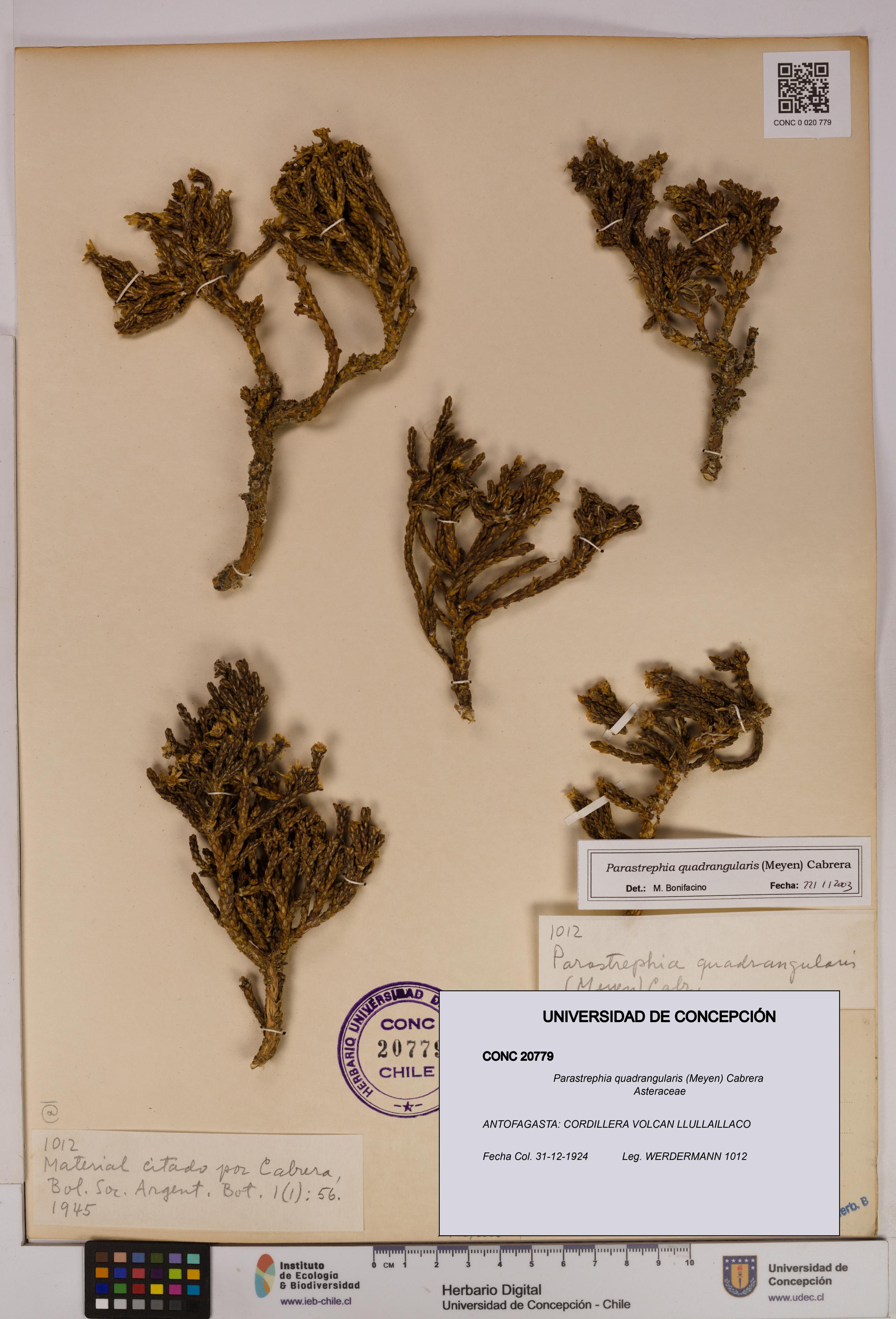 Parastrephia quadrangularis [Espécimen: UDEC:CONC:0020779]