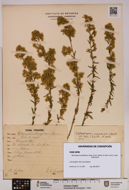 Ophryosporus paradoxus [Espécimen: UDEC:CONC:0020780]