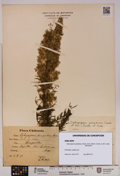 Ophryosporus paradoxus [Espécimen: UDEC:CONC:0020781]