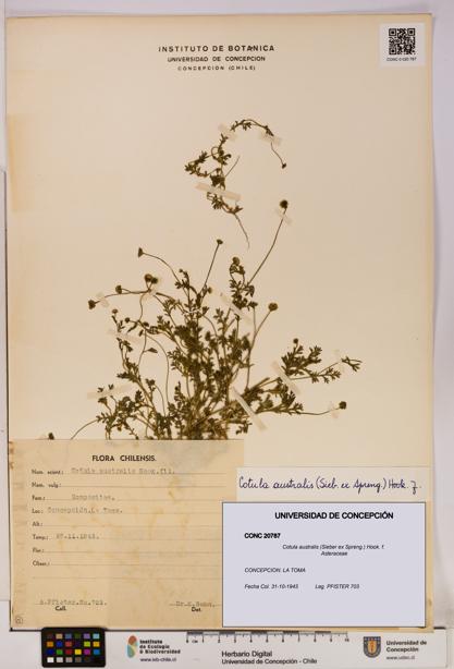 Cotula australis [Espécimen: UDEC:CONC:0020787]
