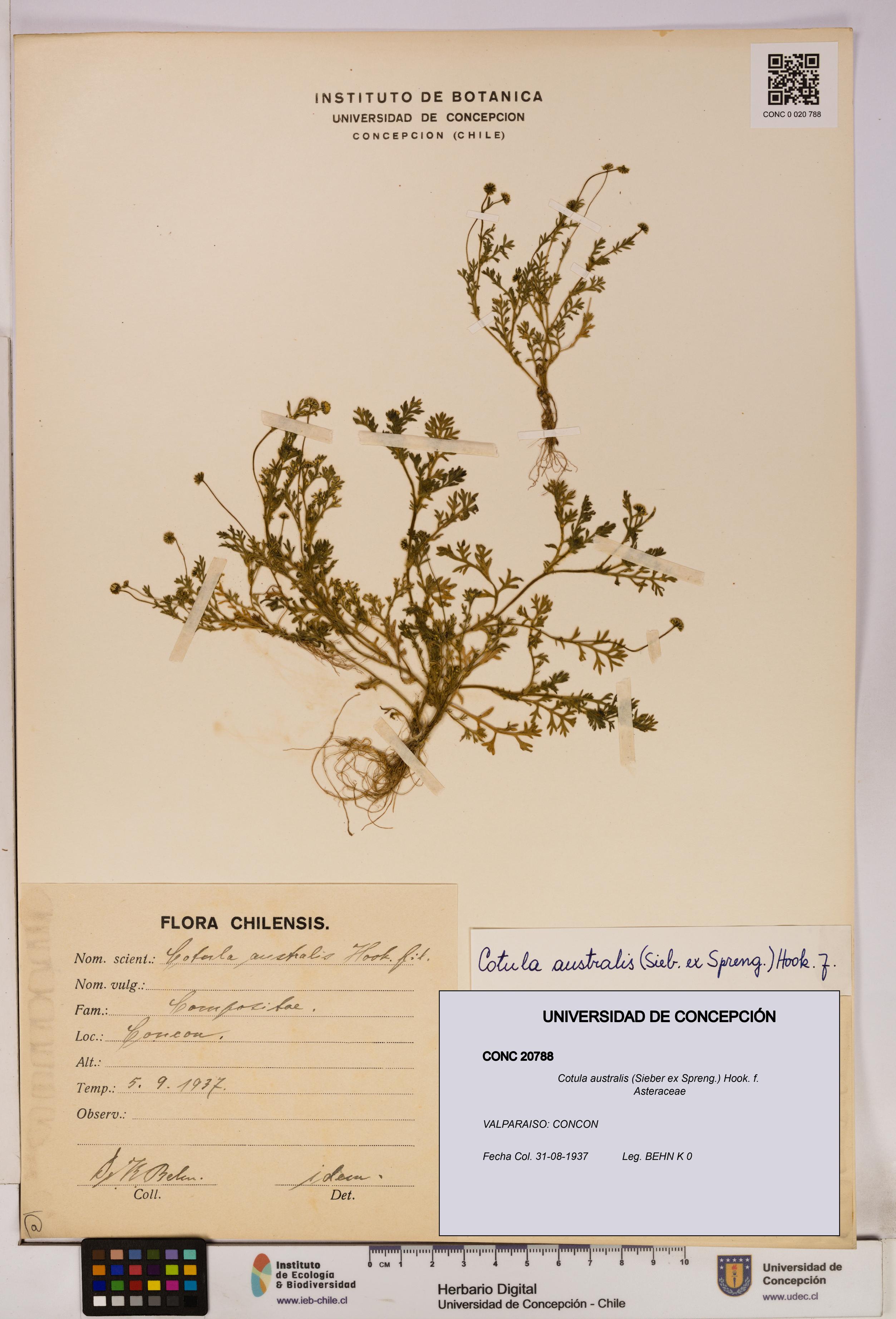 Cotula australis [Espécimen: UDEC:CONC:0020788]