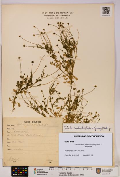 Cotula australis [Espécimen: UDEC:CONC:0020789]