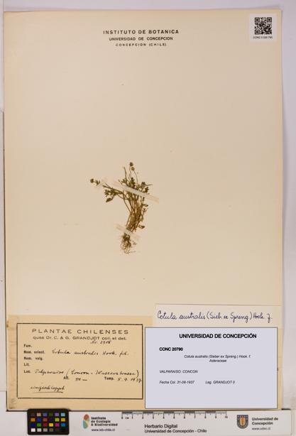 Cotula australis [Espécimen: UDEC:CONC:0020790]