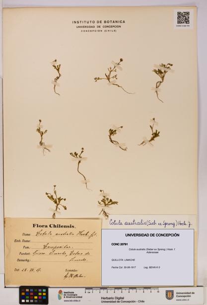 Cotula australis [Espécimen: UDEC:CONC:0020791]