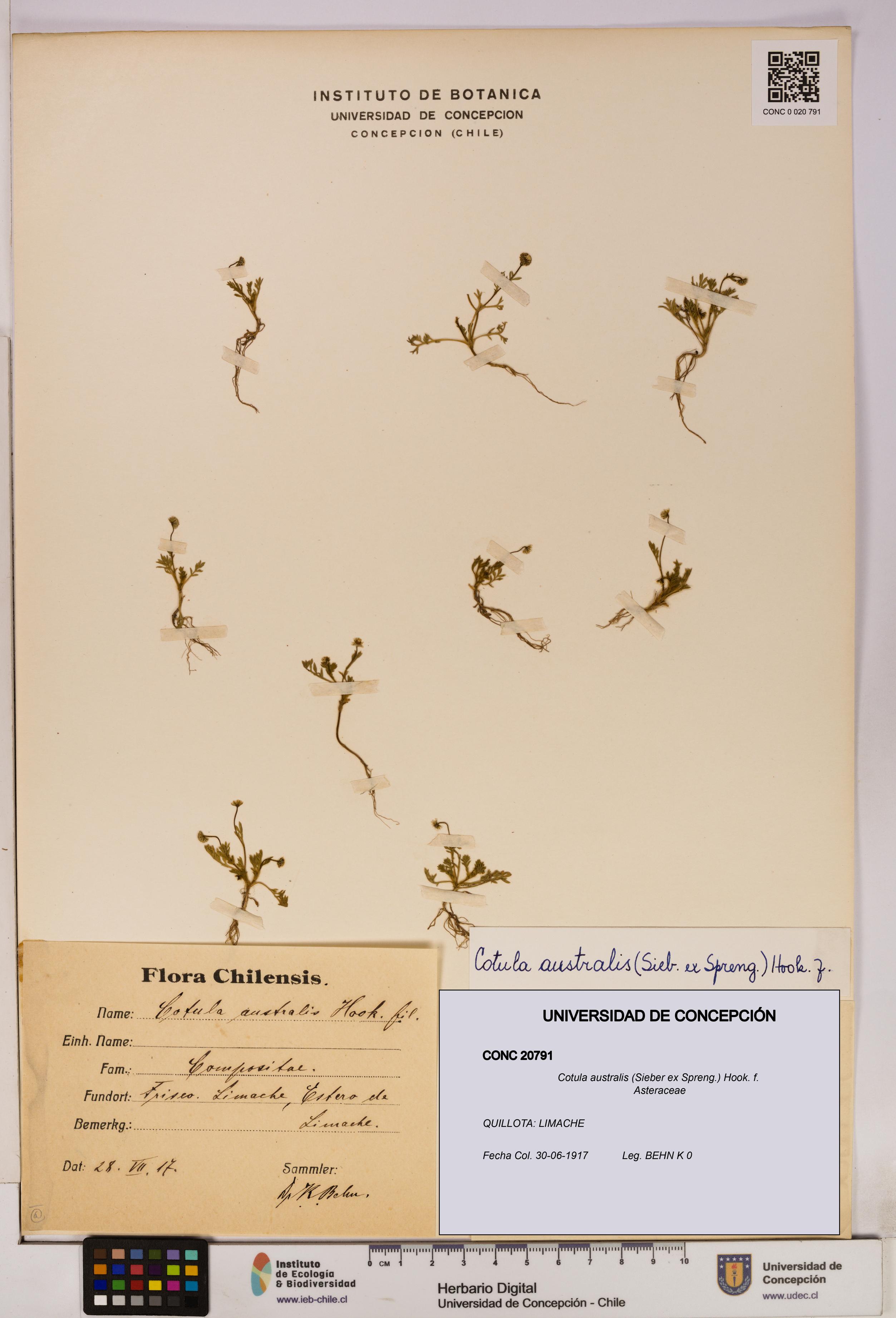 Cotula australis [Espécimen: UDEC:CONC:0020791]