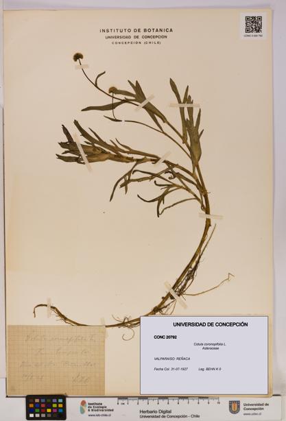 Cotula coronopifolia [Espécimen: UDEC:CONC:0020792]