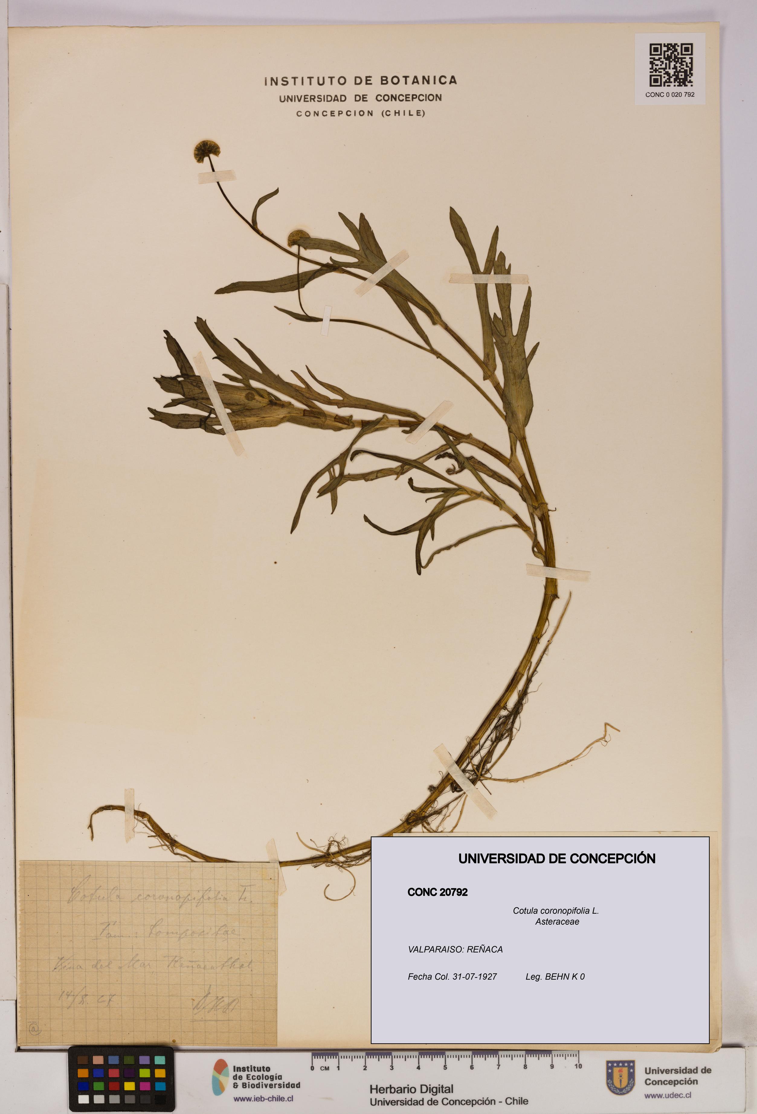 Cotula coronopifolia [Espécimen: UDEC:CONC:0020792]