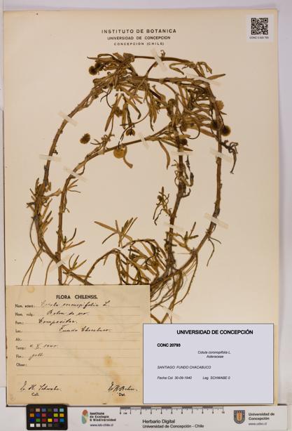 Cotula coronopifolia [Espécimen: UDEC:CONC:0020793]