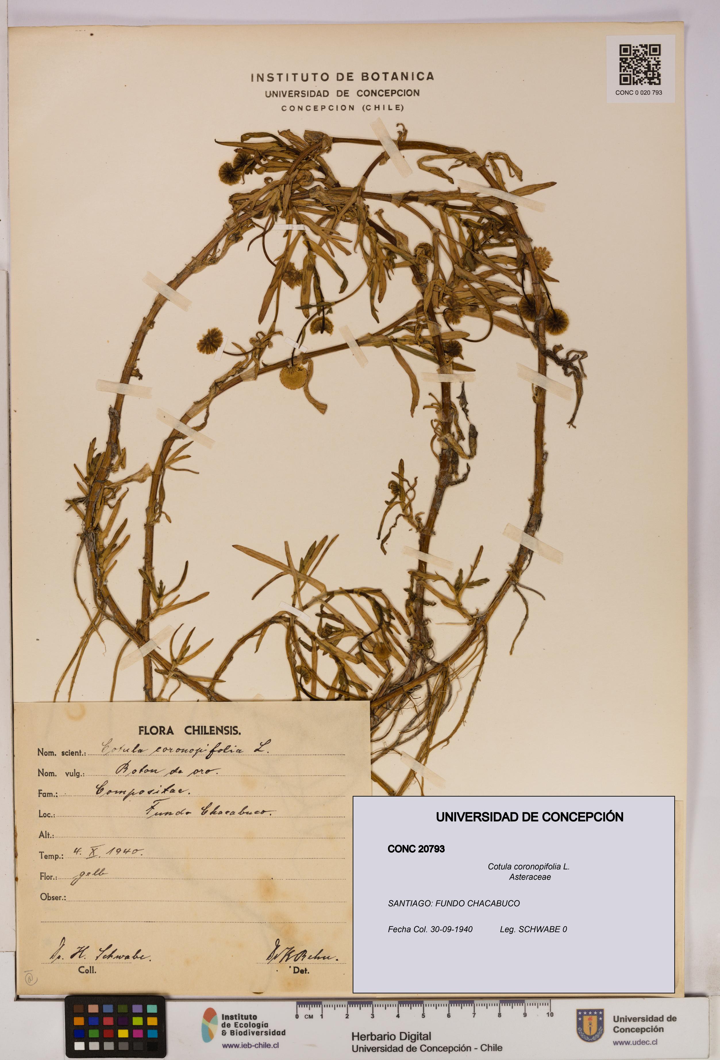 Cotula coronopifolia [Espécimen: UDEC:CONC:0020793]