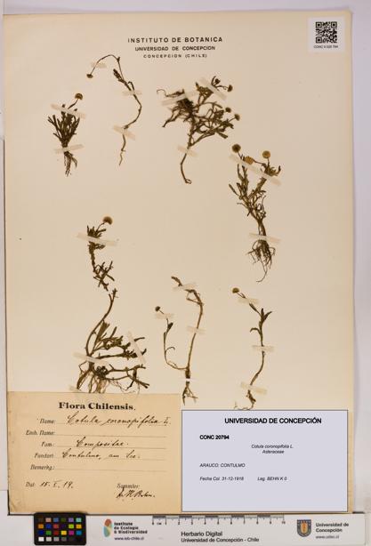 Cotula coronopifolia [Espécimen: UDEC:CONC:0020794]