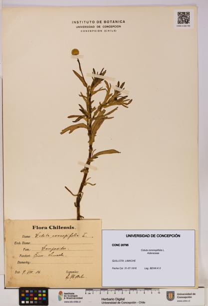 Cotula coronopifolia [Espécimen: UDEC:CONC:0020795]
