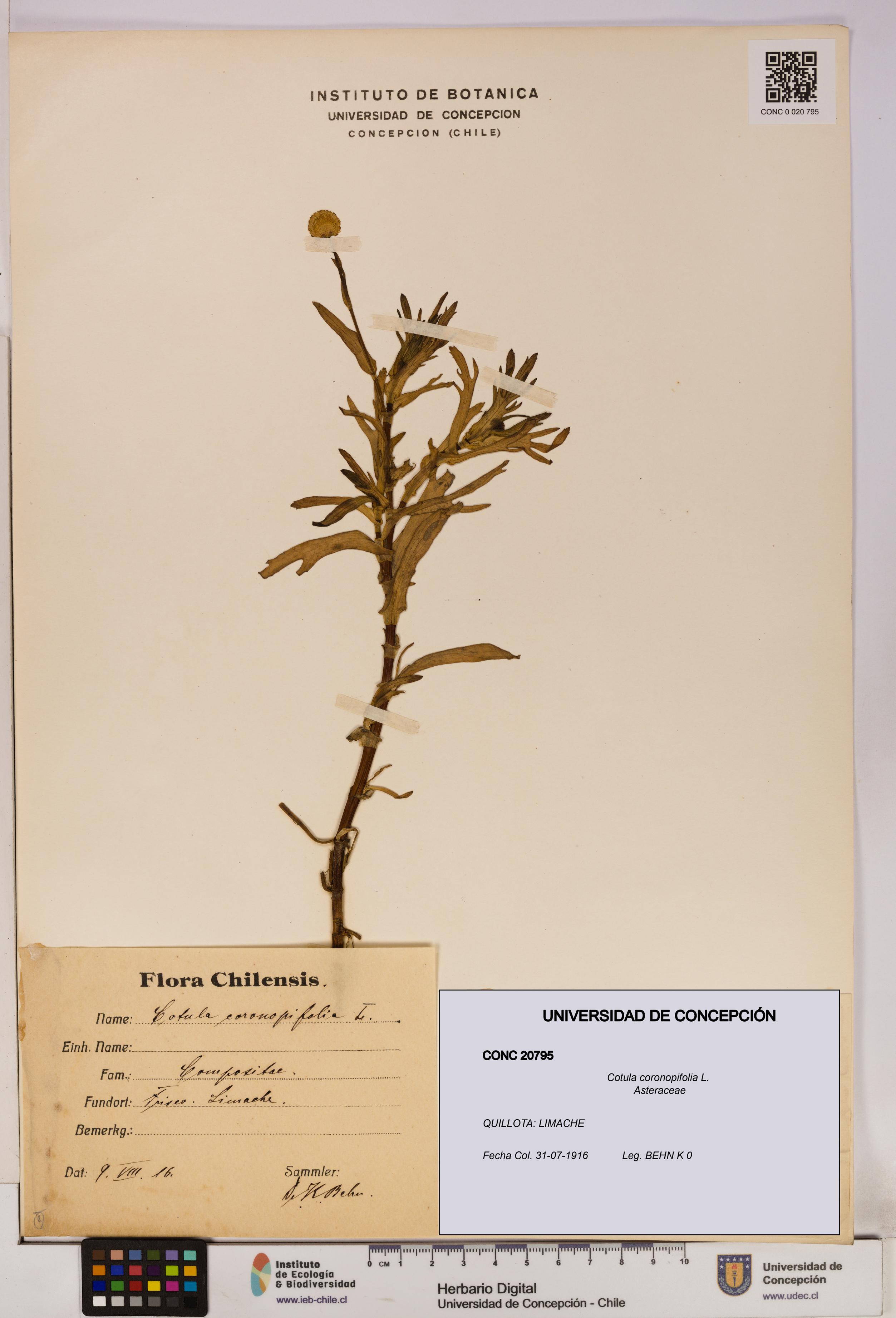 Cotula coronopifolia [Espécimen: UDEC:CONC:0020795]