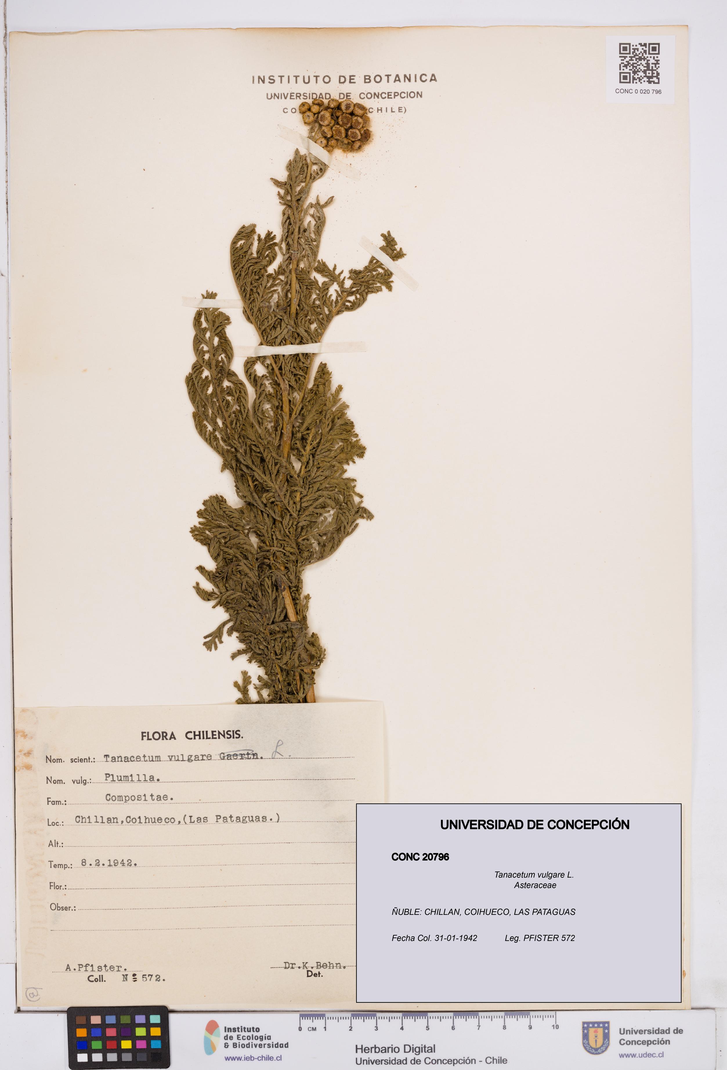 Tanacetum vulgare [Espécimen: ]