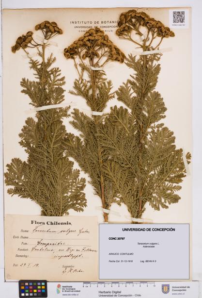 Tanacetum vulgare [Espécimen: ]