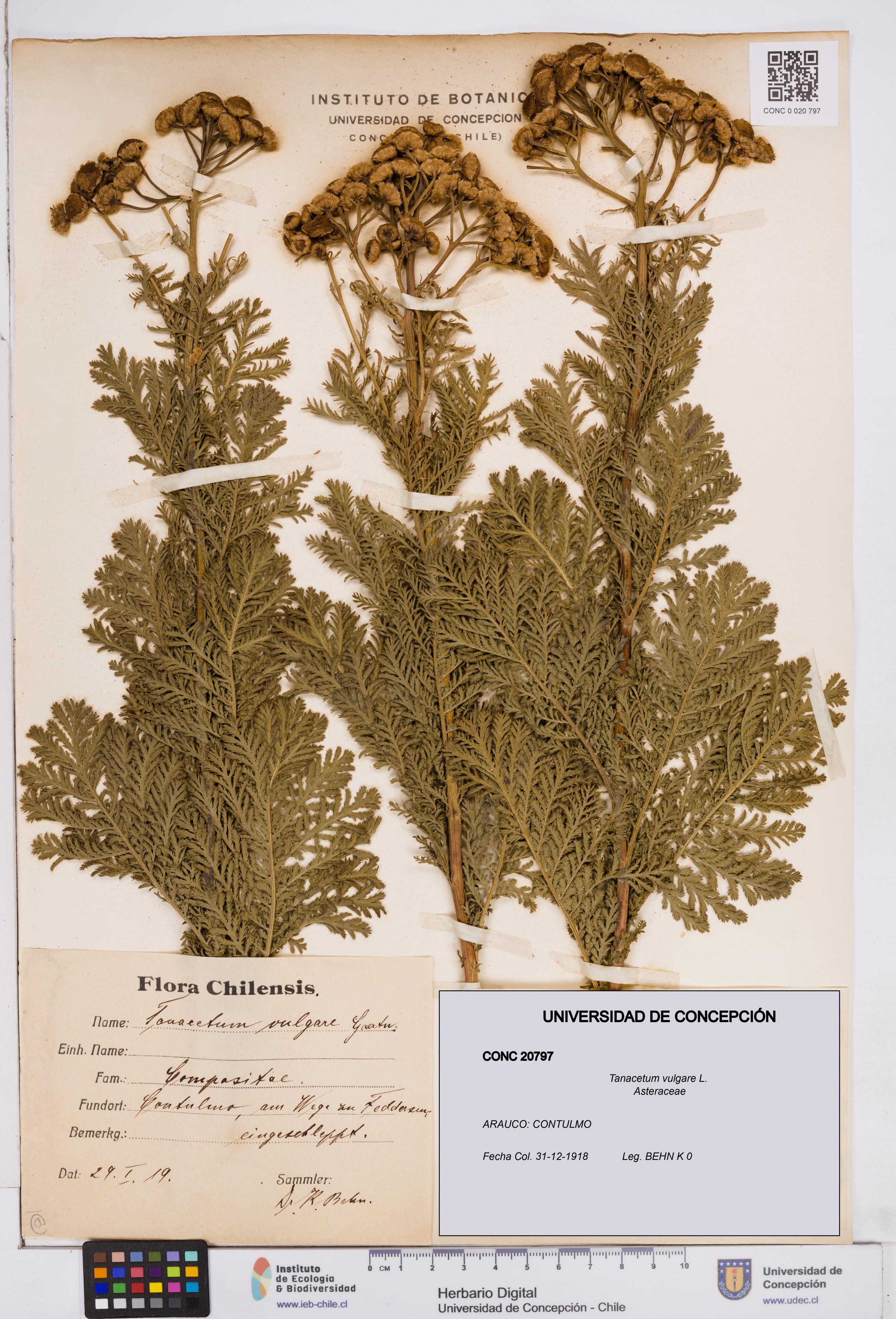 Tanacetum vulgare [Espécimen: ]