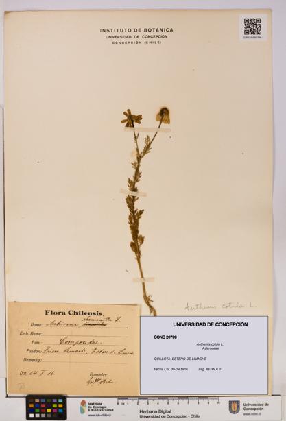 Anthemis cotula [Espécimen: UDEC:CONC:0020799]