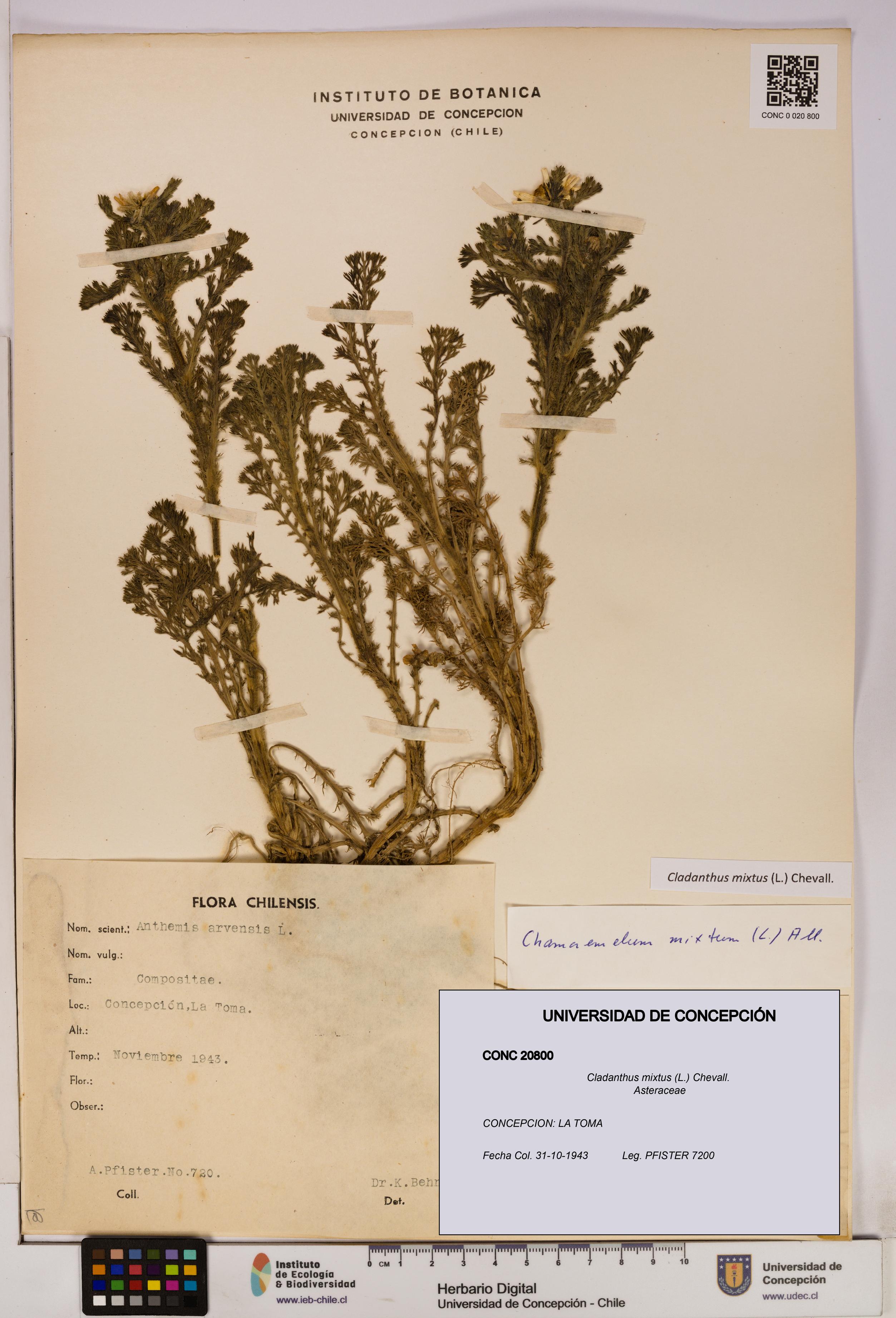 Cladanthus mixtus [Espécimen: UDEC:CONC:0020800]