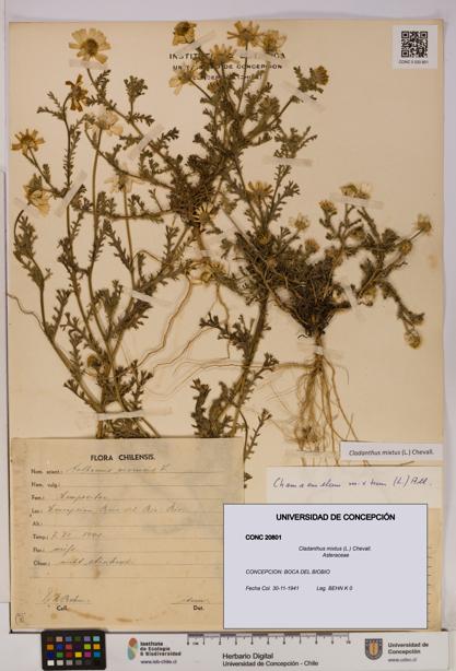 Cladanthus mixtus [Espécimen: UDEC:CONC:0020801]