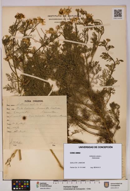 Anthemis cotula [Espécimen: UDEC:CONC:0020802]
