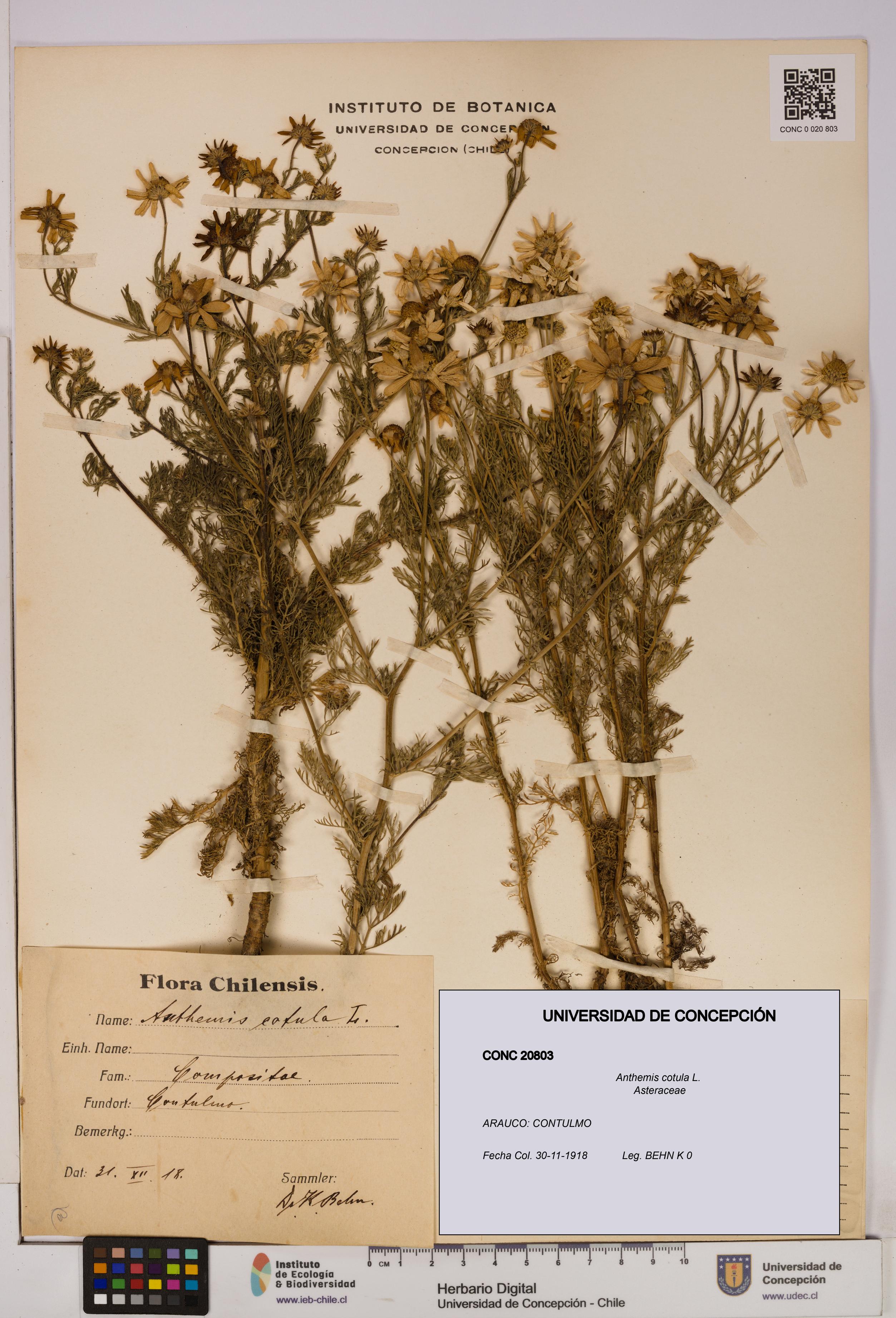 Anthemis cotula [Espécimen: UDEC:CONC:0020803]