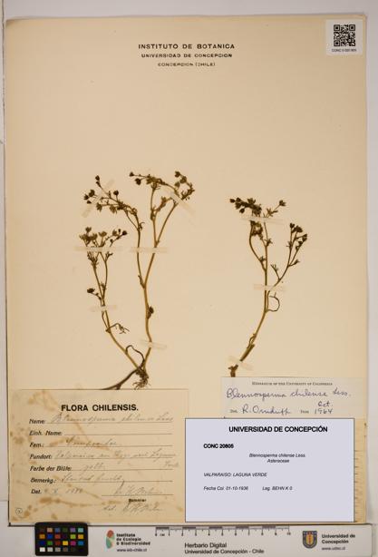 Blennosperma chilense [Espécimen: ]