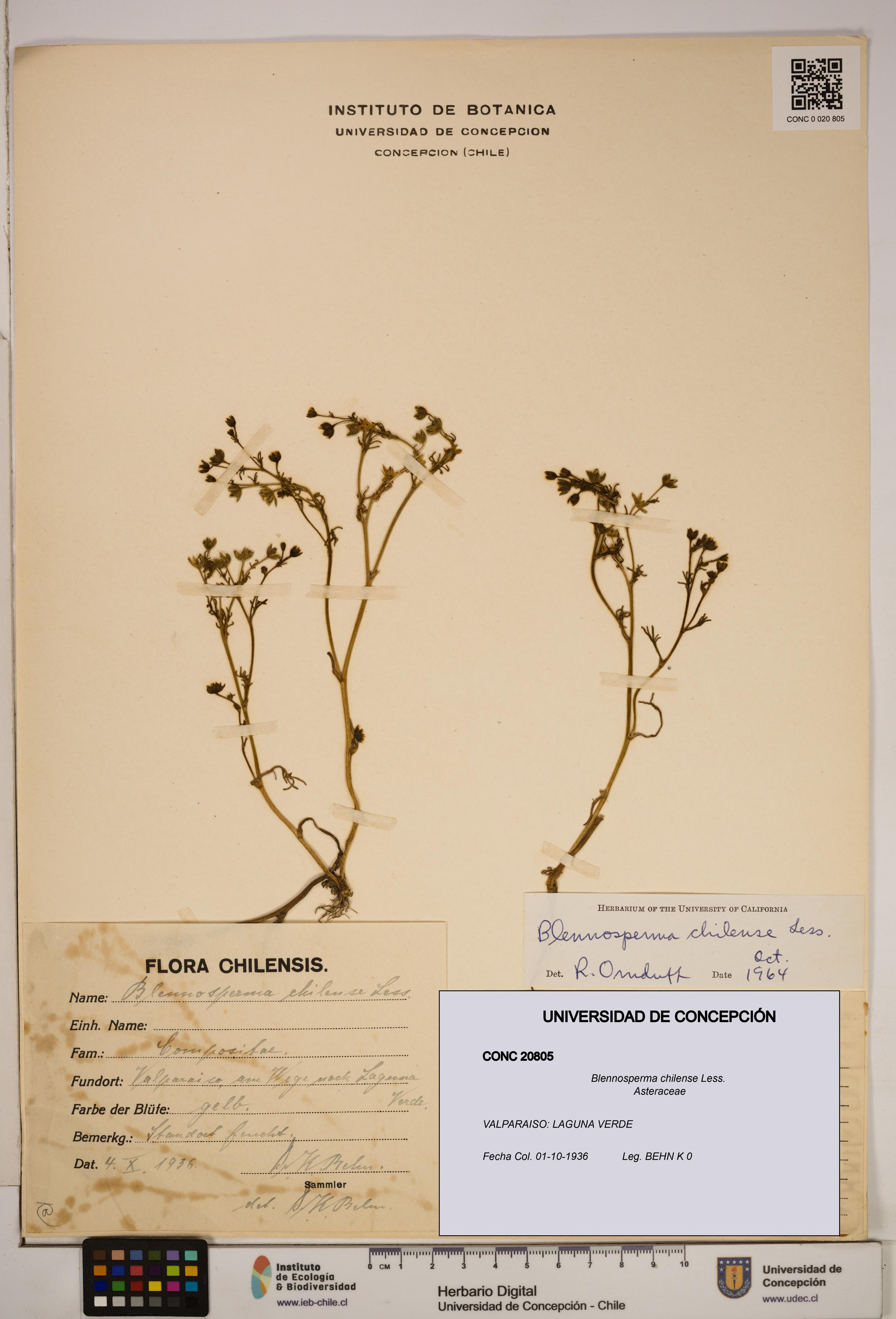 Blennosperma chilense [Espécimen: ]