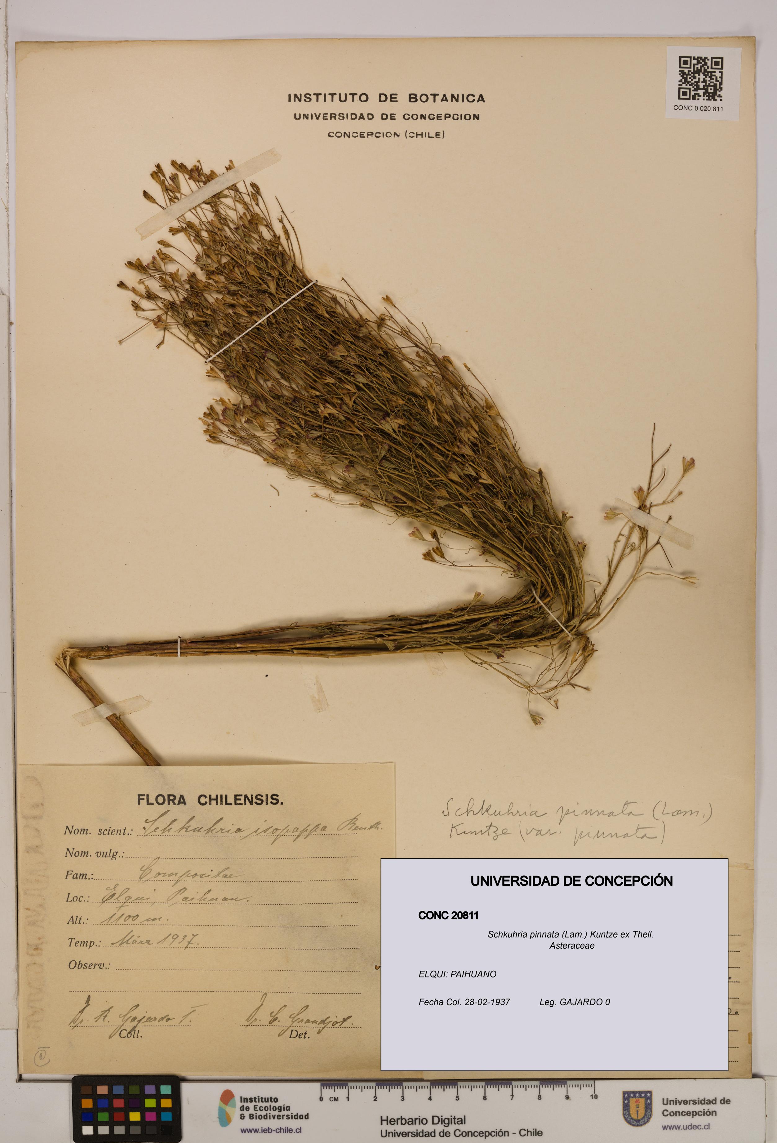 Schkuhria pinnata [Espécimen: UDEC:CONC:0020811]
