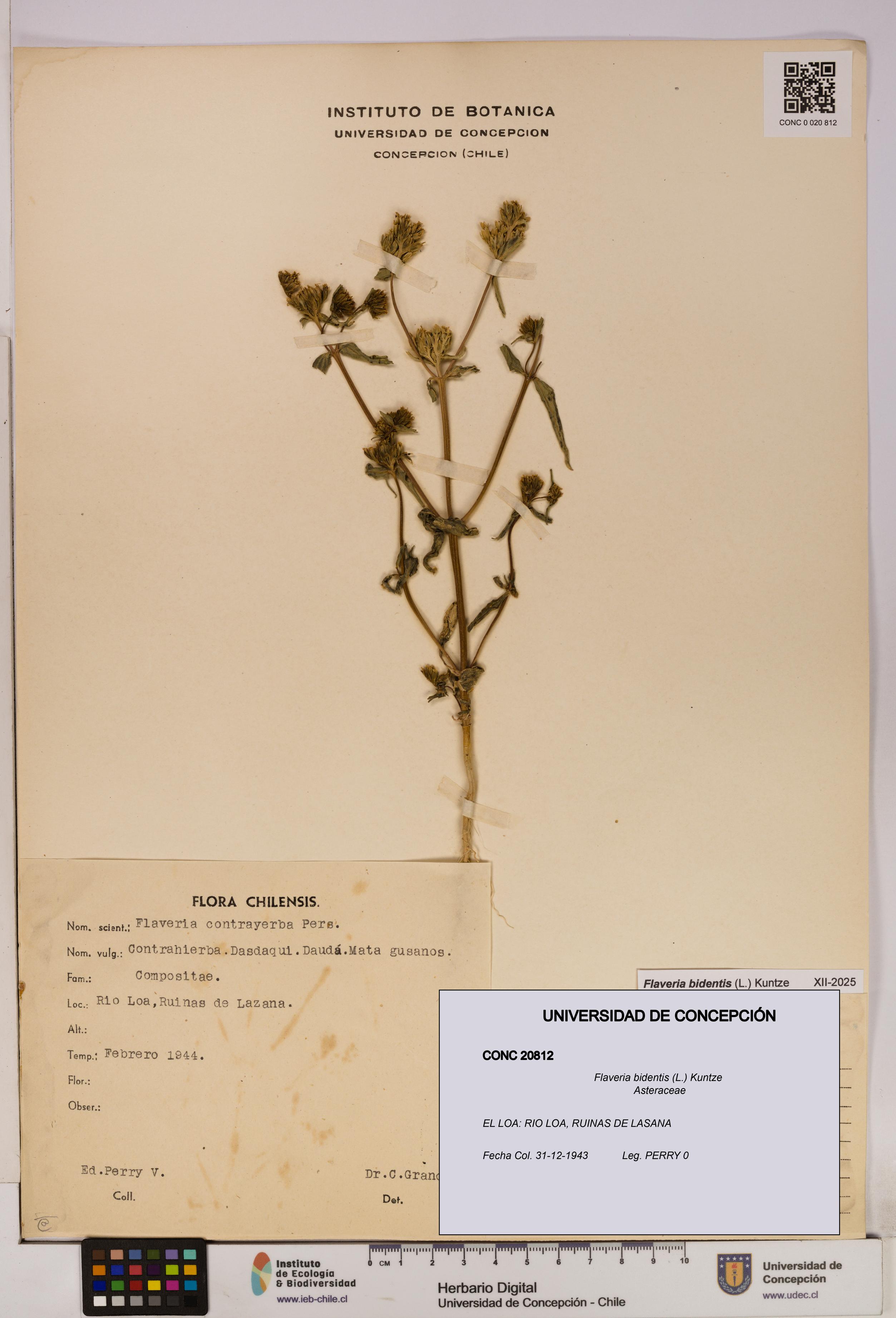 Flaveria bidentis [Espécimen: UDEC:CONC:0020812]