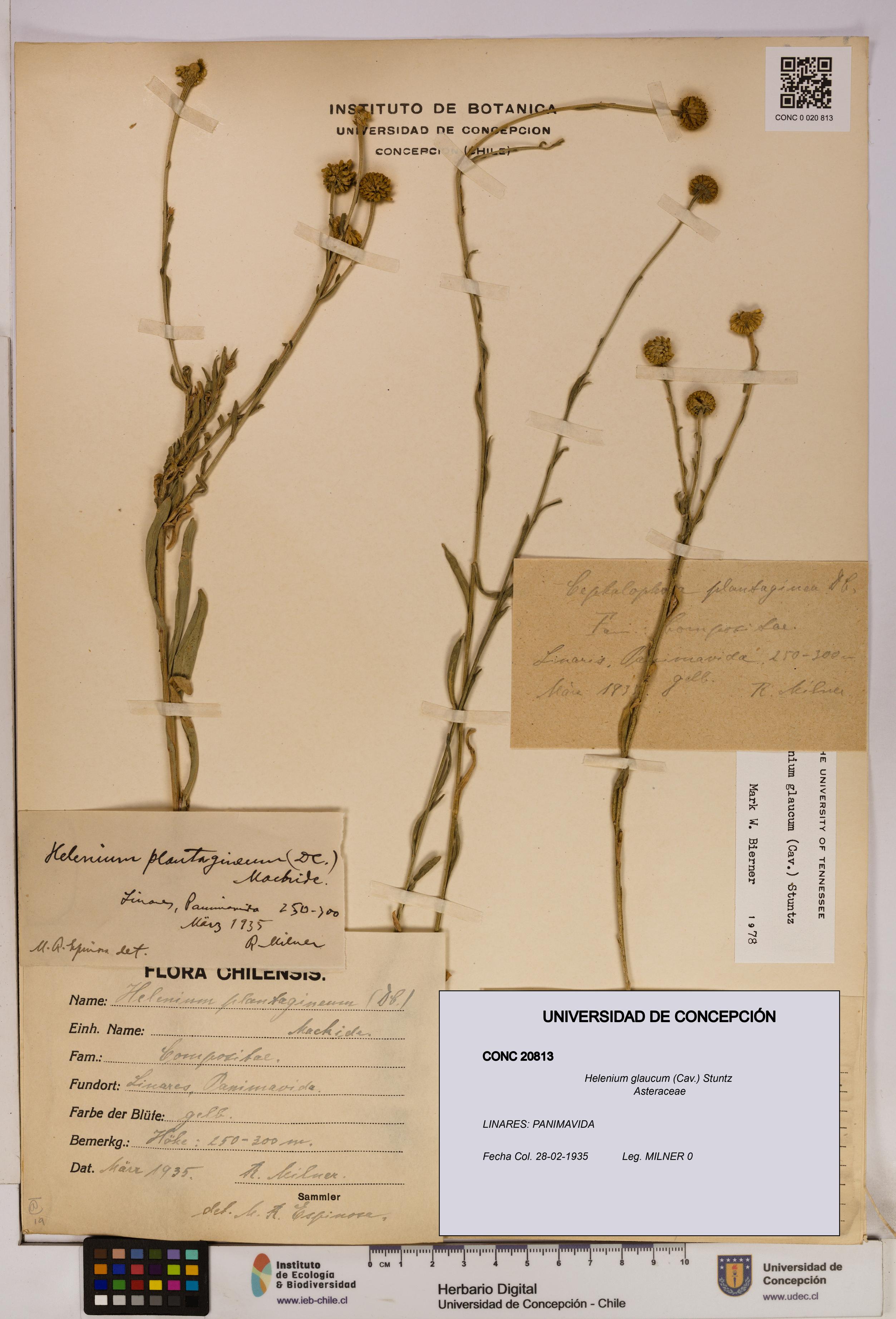 Helenium glaucum [Espécimen: UDEC:CONC:0020813]