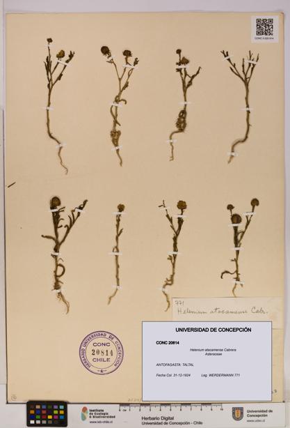 Helenium atacamense [Espécimen: UDEC:CONC:0020814]