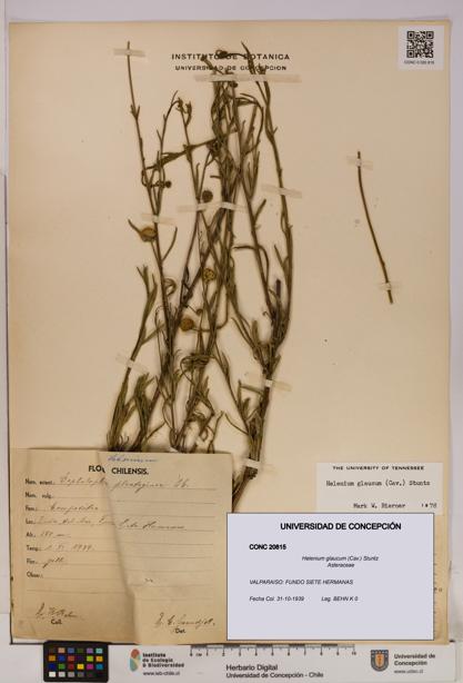Helenium glaucum [Espécimen: UDEC:CONC:0020815]