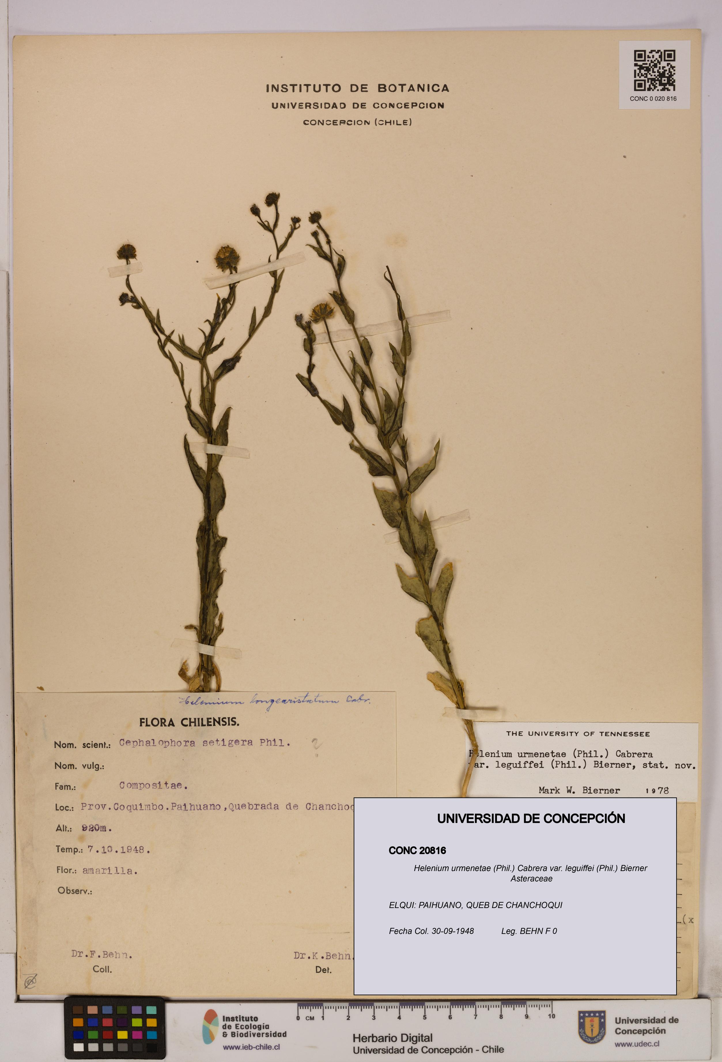 Helenium urmenetae var. leguiffei [Espécimen: UDEC:CONC:0020816]