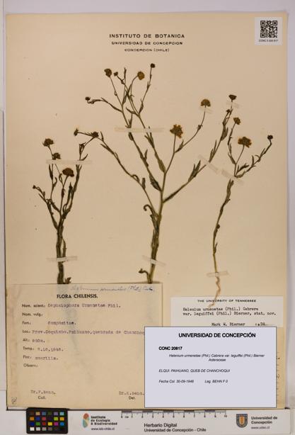 Helenium urmenetae var. leguiffei [Espécimen: UDEC:CONC:0020817]