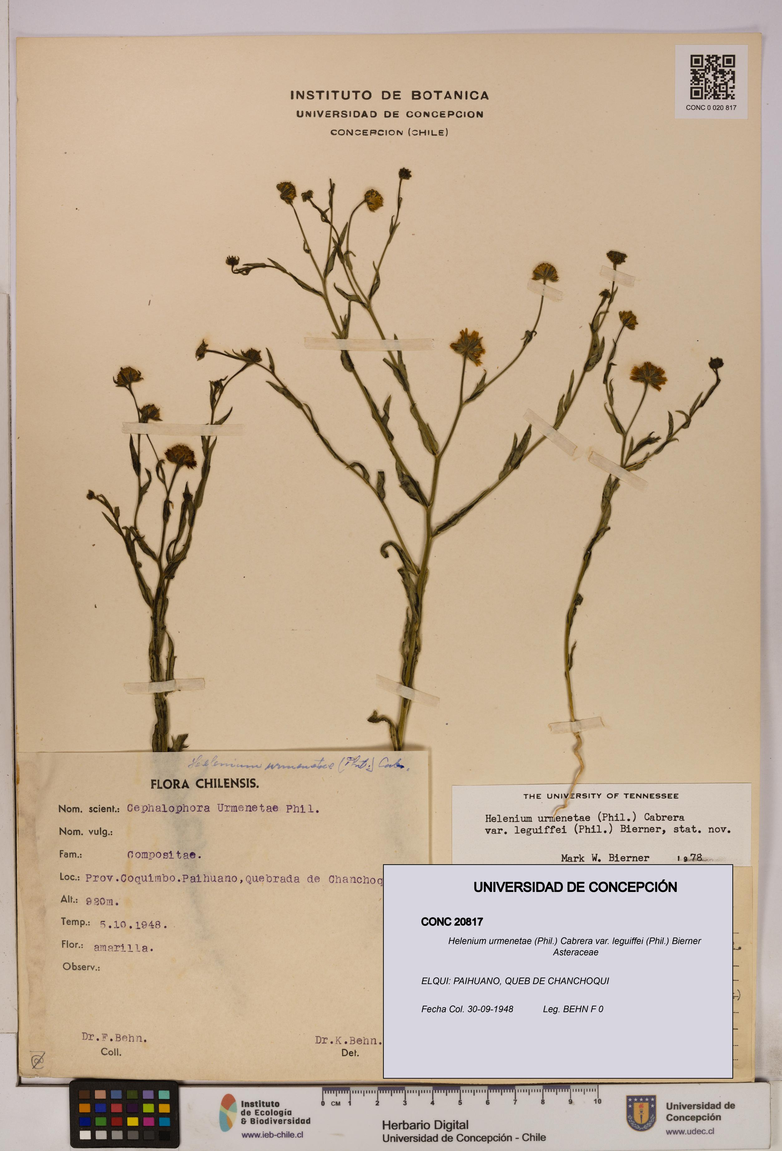Helenium urmenetae var. leguiffei [Espécimen: UDEC:CONC:0020817]
